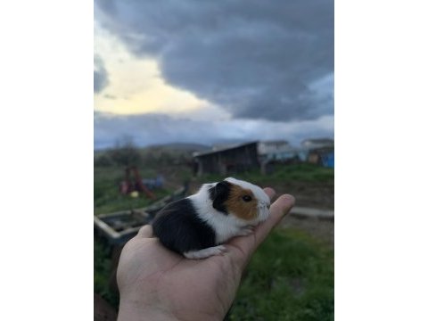Yavru guinepigler