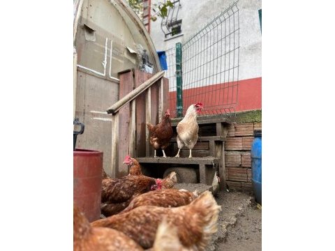 Satılık tavuklar