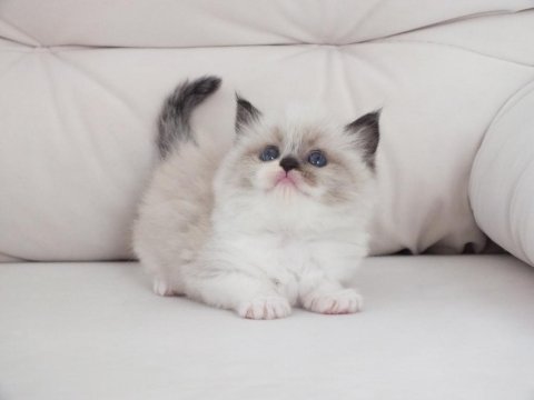 Full şecereli ragdoll yavru kediler