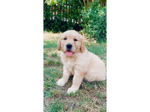 Golden retriever yavruları 