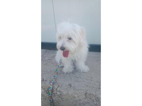 Eğitimli akıllı evcil köpeğimiz