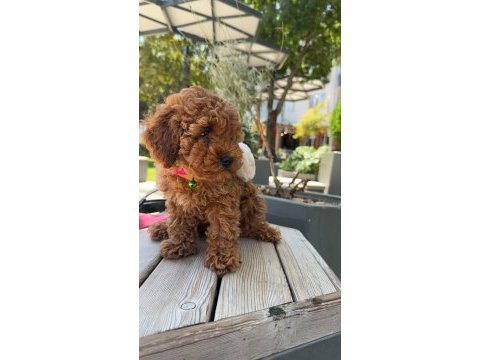 Minyatür toy poodle yavru