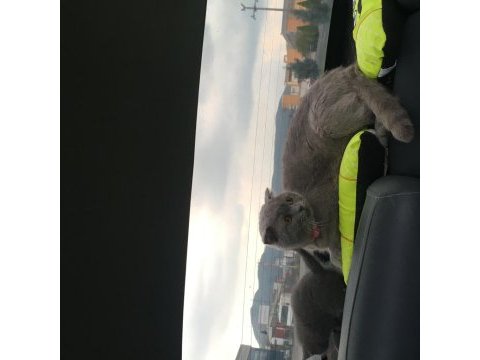 Dünya tatlısı minnoşş kedilerime yeni yuva arıyorum