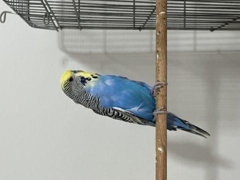 Genç jumbo erkek muhabbet kuşu