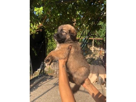 Kafkas çoban köpeği 50 günlük