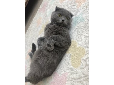1 buçuk yaşında scottish fold