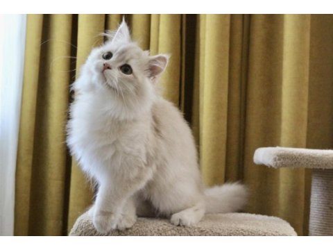 Krem rengi british longhair yakışıklım