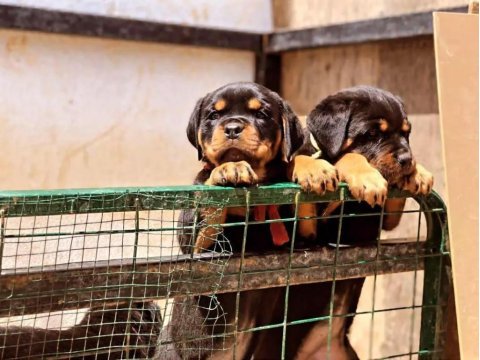 Safkan sağlıklı rottweiler yavrular