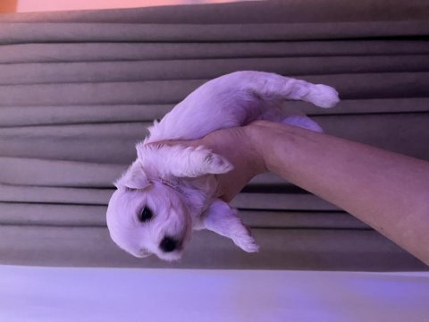 Maltese terrier köpeğimiz