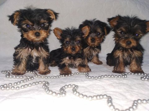 Mini boy teacup yorkshire terrier yavrular