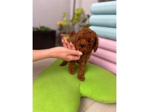 Toy poodle 3 aylık yavrular