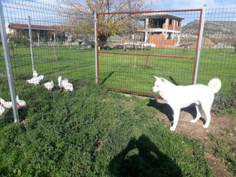 Safkan beyaz akita inu