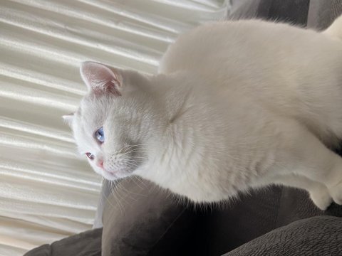 45 günlük maviş gözlü british shorthair