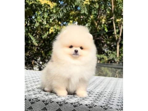 Irkının en güzel yavrusu 2.5 aylık pomeranian boo