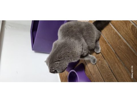 8 aylık erkek scottish fold