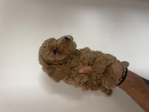 Efsane poodle yavrularım