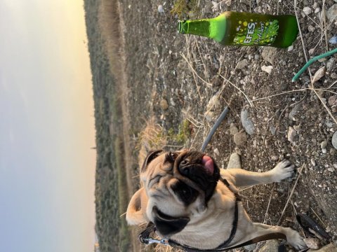 Pug 2 yaşında erkek