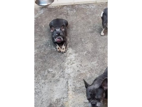 10 aylık dişi french bulldog lilac tan isabella carrier