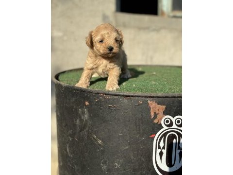 A kalite sıfır numara maltipoo yavrumuz