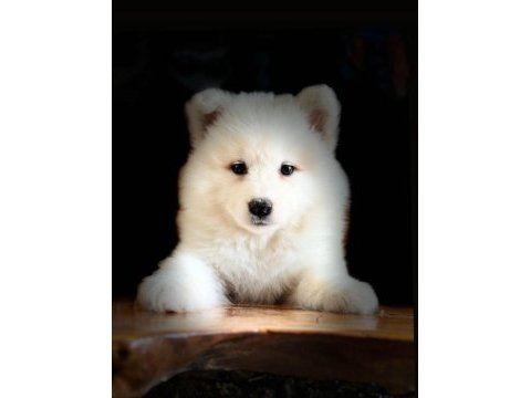 Tr 1 adayı ödüllü babadan ayı yavrusu samoyed