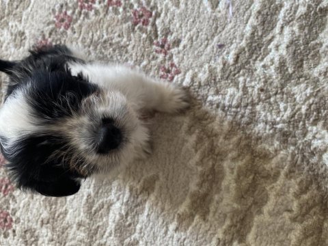 Sevgi pıtırcığı terrier