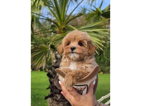 Eğitilebilir maltipoo yavruları ile evinize neşe katın