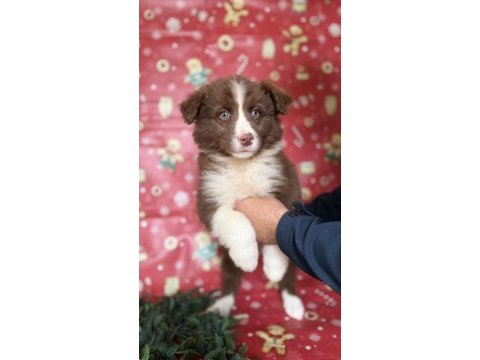 Zeka sadakat ve enerji border collie yavruları