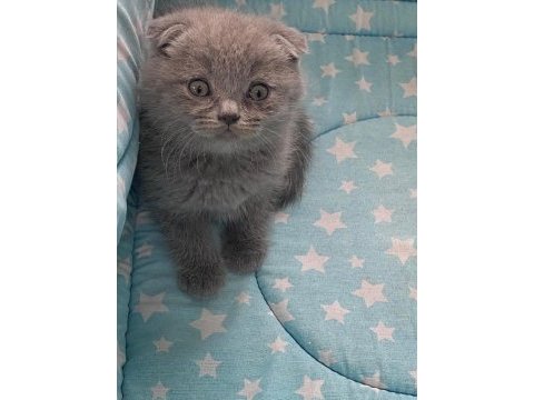 Güzeller güzeli scottish fold yavrularım