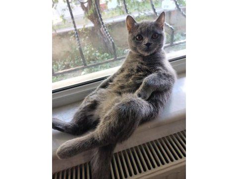 1.5 yaşında scottish fold