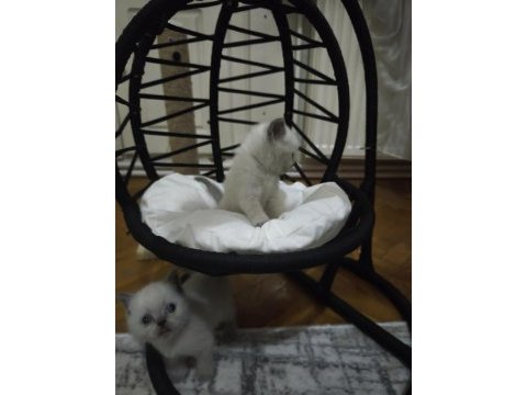 British shorthair blue point yavrularımız