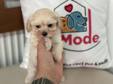 Petmode köpek çiftliğinden tea cup maltipoo