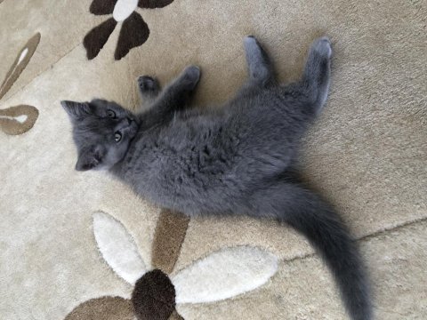 British longhair ve scottish fold