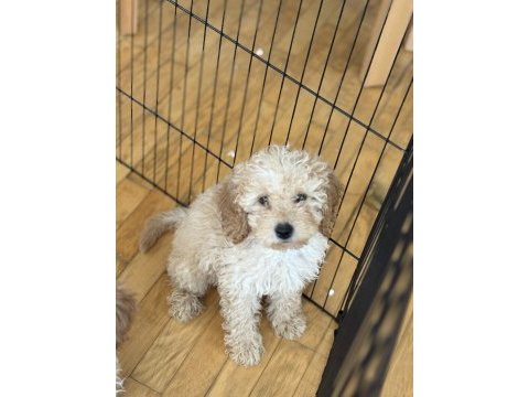 Poodle yavru köpekler