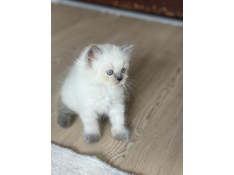 British longhair kedimiz