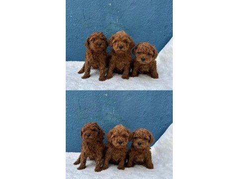 Ziyarete açık erkek dişi poodle bebekler