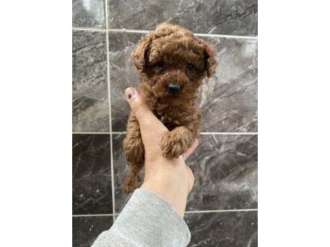 Orjinal toy poodle minyatür yavrular