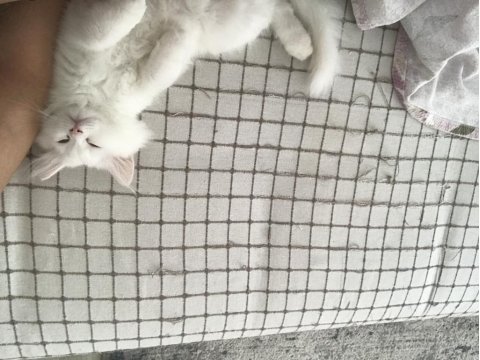 British longhair