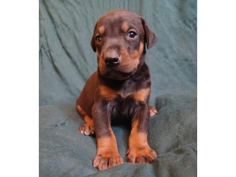 Sağlıklı doberman yavrularımız