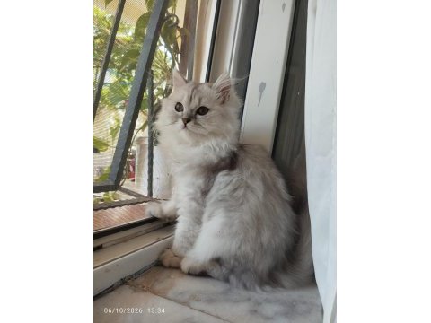 4 aylık aşılı yavru kediler yeni yuvasını bekliyor
