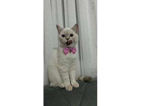 Dünya tatlısı kedimizi sahiplendiriyoruz