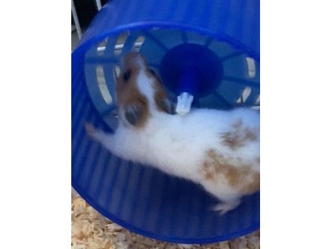 Dişi hamster