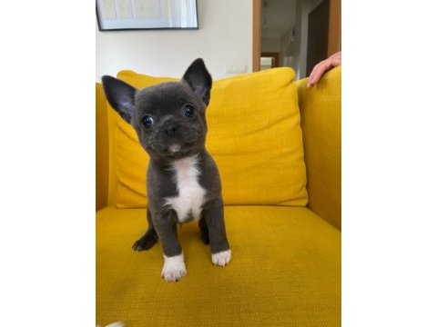 Gri özel renk mini boy elma kafa chihuahualar