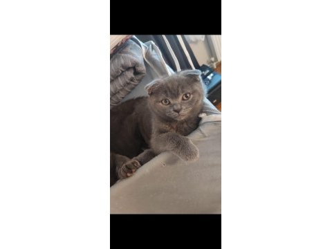 21 şubat 2024 doğumlu safkan scottish fold yavrumuz