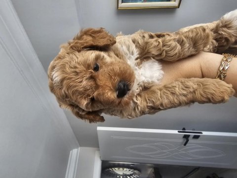 40 günlük dişi maltipoo