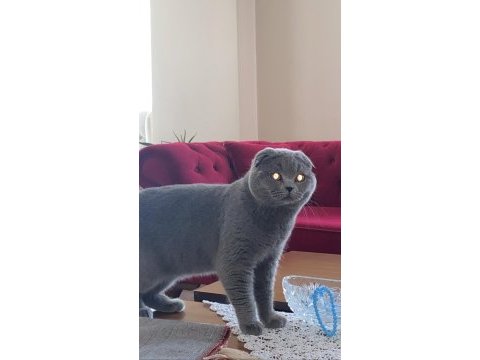 Scottish fold 8 aylık