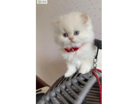 Minik chinchilla prenses yuvasını arıyor