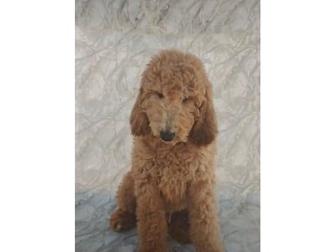 Dev toy poodle yavrular ırk sağlık garantili