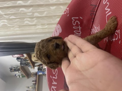 Redbrown toy poodle