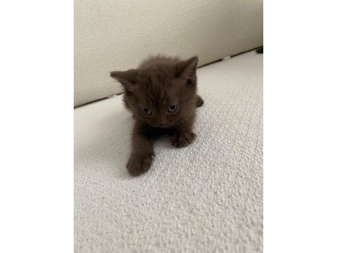 British shorthair kahverengi