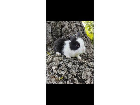 Sevimli bebek tavşanlar